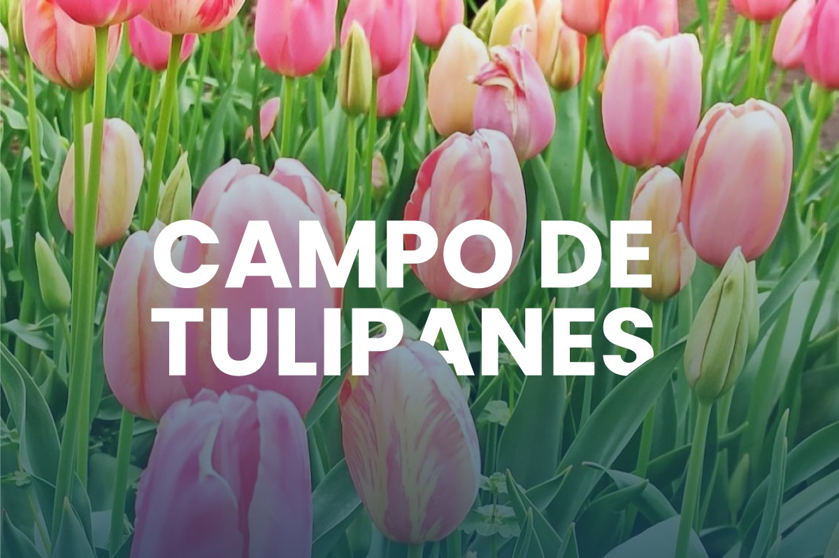 Campo de Tulipanes y Embalse