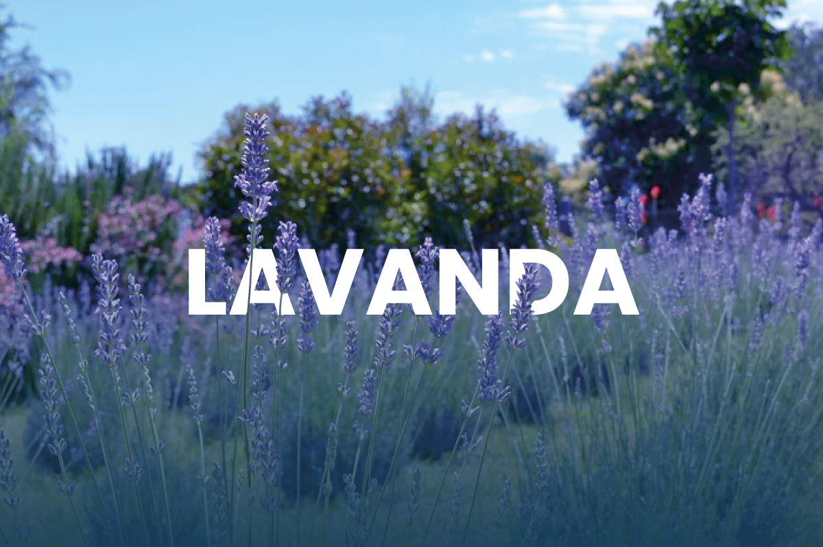 Festival de la Cosecha de Lavanda - Villa General Belgrano